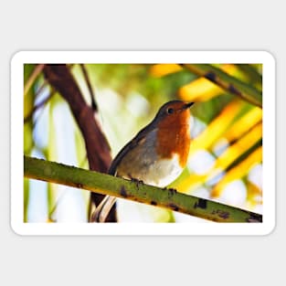 Little Red Robin bird Sticker